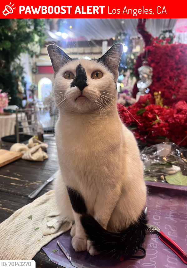 Lost Female Cat last seen Main and 7th st, Los Angeles, CA 90014