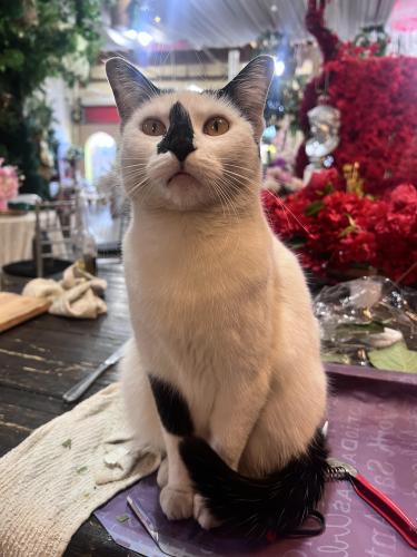 Lost Female Cat last seen Main and 7th st, Los Angeles, CA 90014