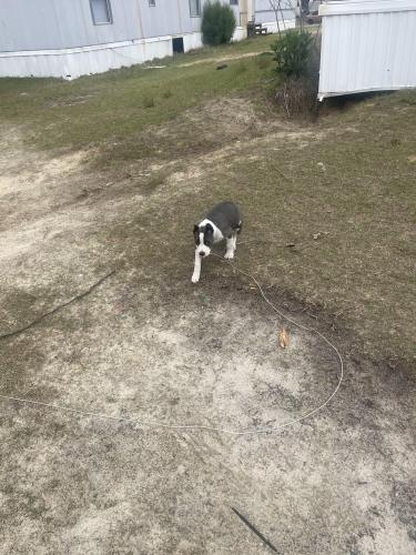 Lost Female Dog last seen Red Chrysler 300 near raeford rd, Fayetteville, NC 28304