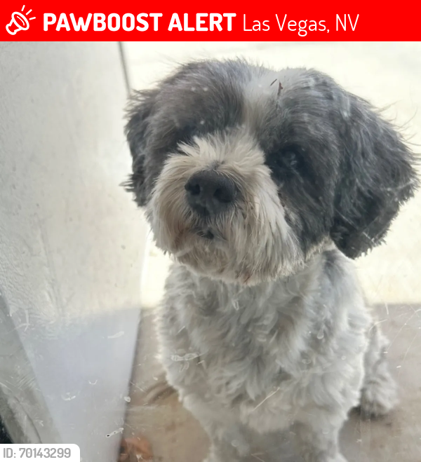 Lost Male Dog last seen Near , Las Vegas, NV 89131