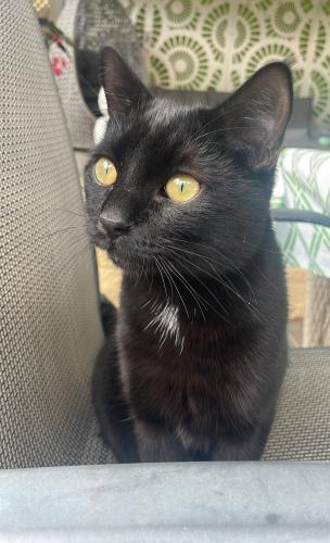 Lost Male Cat last seen Near first roundabout on ledger rd at the port rd end, Beverley, SA 5009