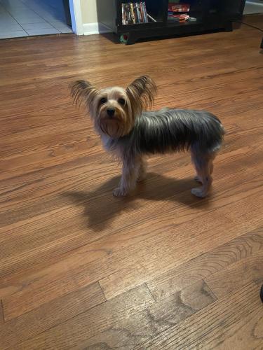 Lost Female Dog last seen Near city view drive , Forest Park, GA 30297