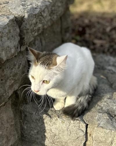 Lost Female Cat last seen Sneed Road and Hobbs, Nashville, TN 37215