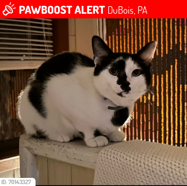 Lost Male Cat last seen Quarry avenue, DuBois, PA 15801