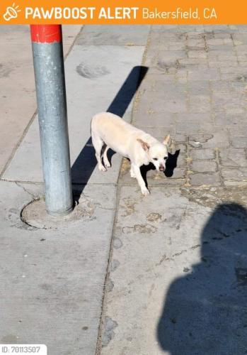 Lost Female Dog last seen North Chester avenue , Bakersfield, CA 93308