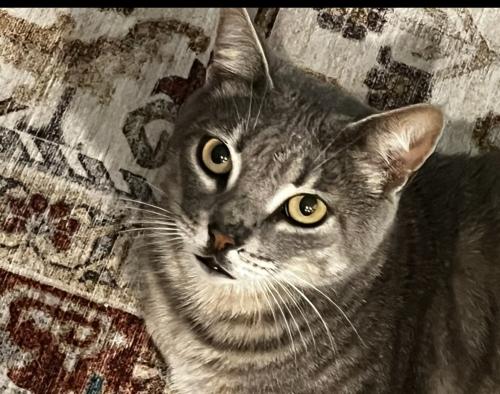 Lost Male Cat last seen Robles Dr and Selva , Dana Point, CA 92629