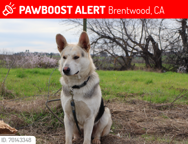 Lost Male Dog last seen Hwy 4 and old San creek, Brentwood, CA 94531