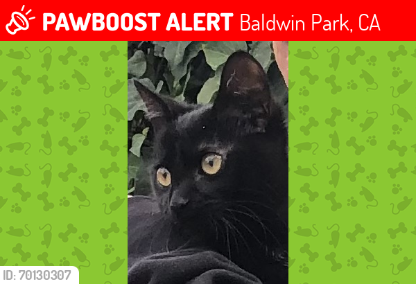 Lost Female Cat last seen Near Stewart Ave Baldwin park, Baldwin Park, CA 91706