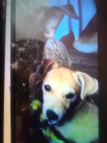 Lost Female Dog last seen Shelby Humane Society , Columbiana, AL 35051