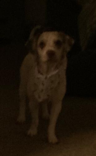 Lost Male Dog last seen Pine hills Rd & Clarcona Ocoee Rd, Orlando, FL 32810