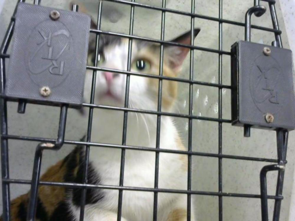 Shelter Stray Female Cat last seen Near BLOCK OLD NASH HWY - 3 DAYS, Murfreesboro, TN 37129
