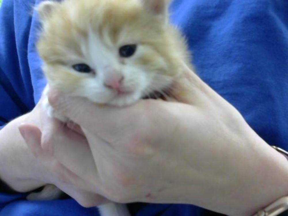 Shelter Stray Male Cat last seen Near BLOCK OLD NASH HWY - 3 DAYS, Murfreesboro, TN 37129