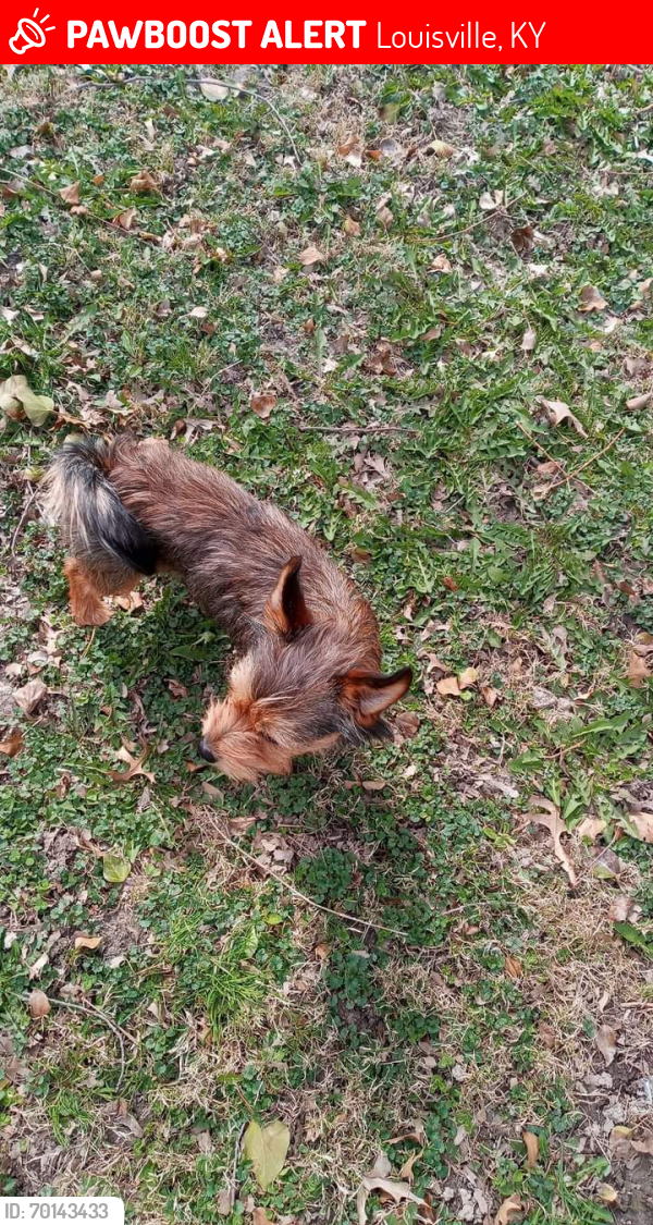 Lost Male Dog last seen Thornberry ave , Louisville, KY 40215