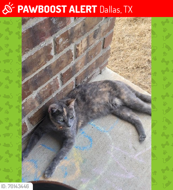 Lost Female Cat last seen Lasater and Stark, Dallas, TX 75253