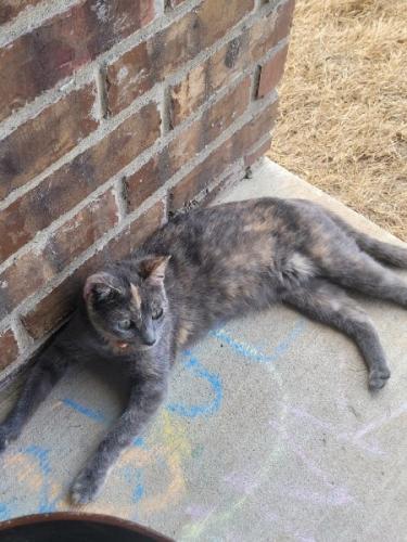 Lost Female Cat last seen Lasater and Stark, Dallas, TX 75253