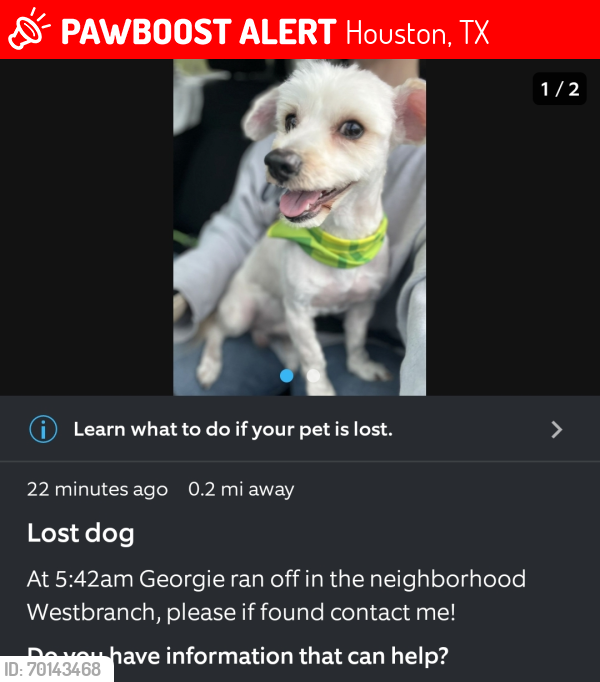 Lost Male Dog last seen Westbranch neighborhood , Houston, TX 77041