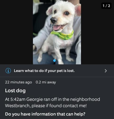 Lost Male Dog last seen Westbranch neighborhood , Houston, TX 77041