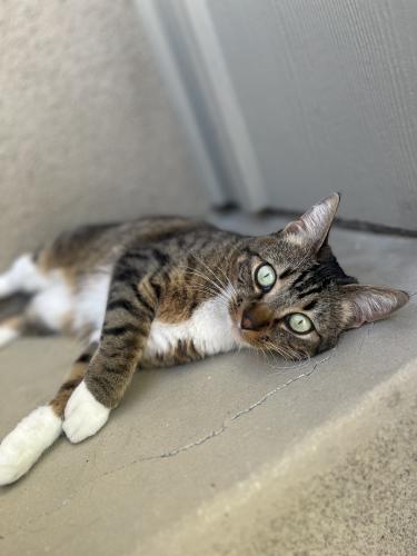 Lost Female Cat last seen Canopy neighborhood in rancho mission viejo, Rancho Mission Viejo, CA 92694