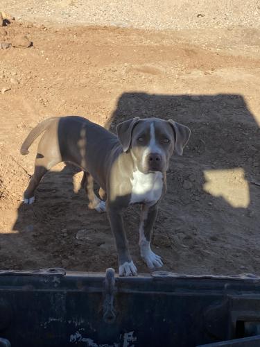 Lost Male Dog last seen 87th Avenue & deer Vally rd , Peoria, AZ 85382