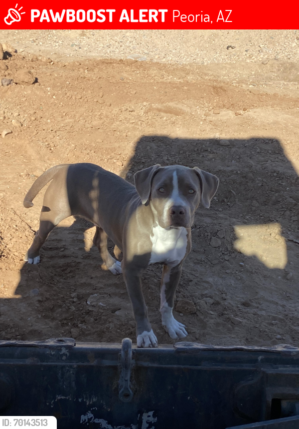 Lost Male Dog last seen 87th Avenue & deer Vally rd , Peoria, AZ 85382