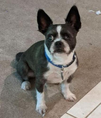 Lost Male Dog last seen on Gilbert Rd between Clemmons Rd. and Pleasant Farm Rd., Bolivia, NC 28422