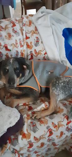 Lost Male Dog last seen Animal shelter right up the hill from me, Evensville, TN 37332