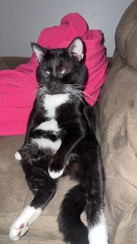 Lost Male Cat last seen Near sycamore dr, Cleveland, TN 37312