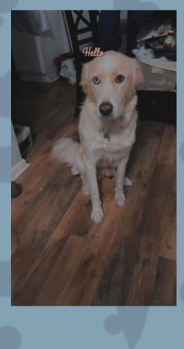 Lost Male Dog last seen Near woodhaven rd Newport News Va 23608, Newport News, VA 23608