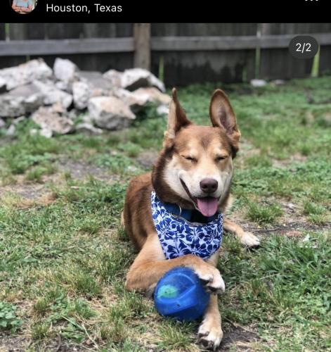 Lost Male Dog last seen S Gessner and 59, Houston, TX 77074