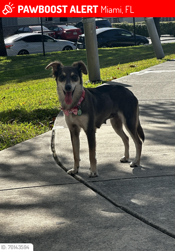 Lost Female Dog last seen Nw 7th Ave and 17th st, Miami, FL 33136