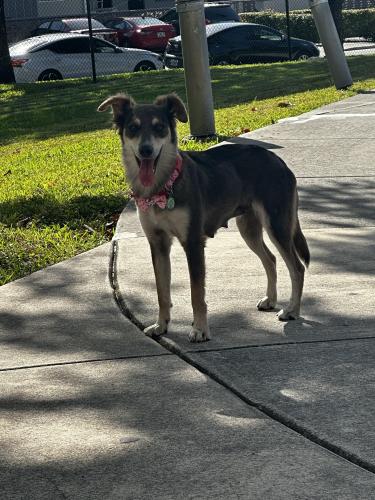 Lost Female Dog last seen Nw 7th Ave and 17th st, Miami, FL 33136