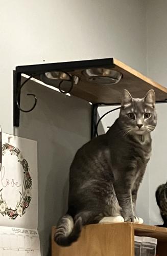 Lost Male Cat last seen 54th between Catharine and Walton in the church yard, Philadelphia, PA 19143