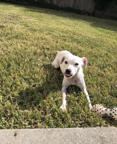Lost Female Dog last seen Westfield Glen, Houston, TX 77073