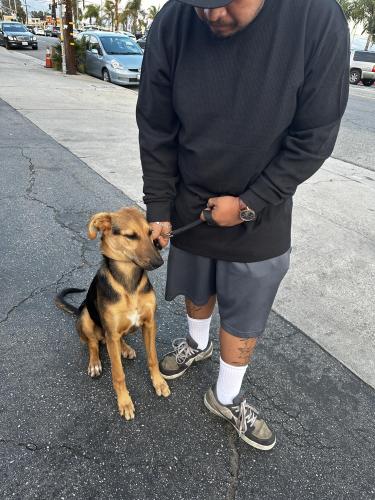 Lost Male Dog last seen Van nuys, Los Angeles, CA 91405