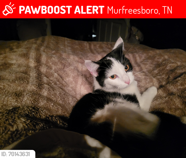 Lost Female Cat last seen Florence Rd , Murfreesboro, TN 37129