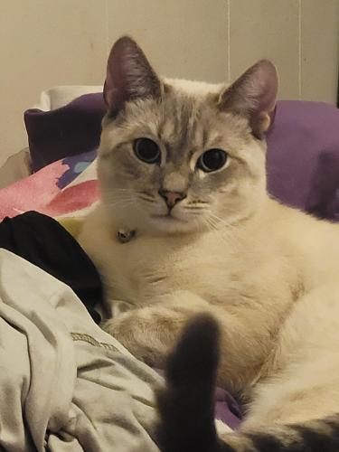 Lost Male Cat last seen Colvin Ave across from Sunoco., Albany, NY 12203