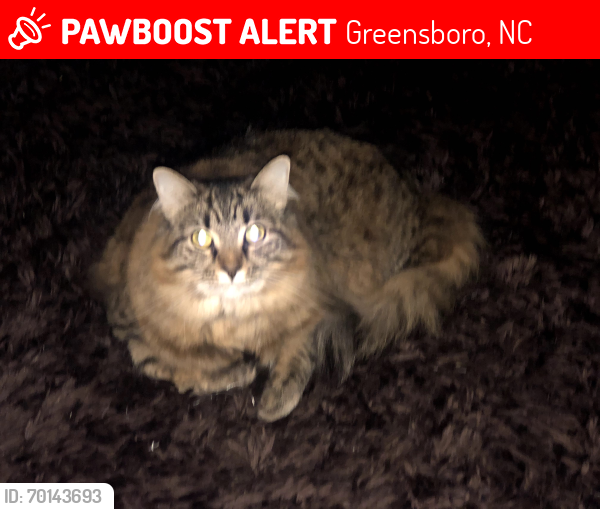Lost Female Cat last seen Carlson Dairy Road, Carlson Valley Drive, Greensboro, NC 27358