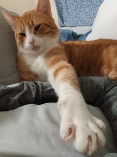 Lost Male Cat last seen 2nd ave, Hickory, NC 28601