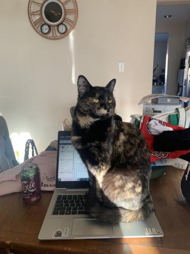 Lost Female Cat last seen Windblown Ct. and Rockland Hills Dr., Pikesville, MD 21208