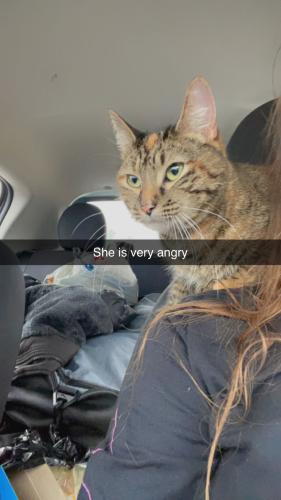 Lost Female Cat last seen Near burger king and Starbucks on south tryon st, Charlotte, NC 28202