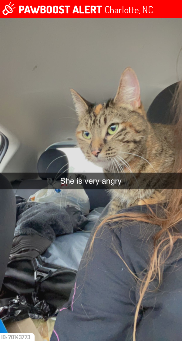 Lost Female Cat last seen Near burger king and Starbucks on south tryon st, Charlotte, NC 28202