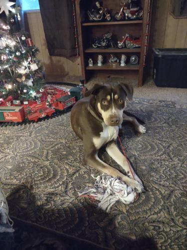Lost Male Dog last seen Avalon ct Patrician, Watertown, CT 06779