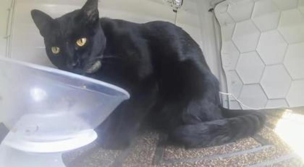 Shelter Stray Unknown Cat last seen Fairfax, VA, 22033, Brook Green Drive, Fairfax County, VA, Fairfax, VA 22032