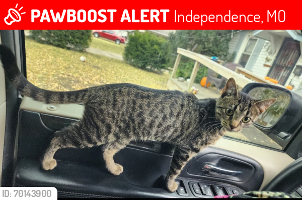 Lost Female Cat last seen Charles st & Mccoy/Windsor in Independence , Independence, MO 64055