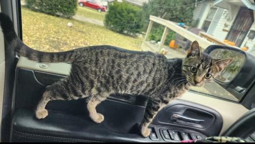 Lost Female Cat last seen Charles st & Mccoy/Windsor in Independence , Independence, MO 64055