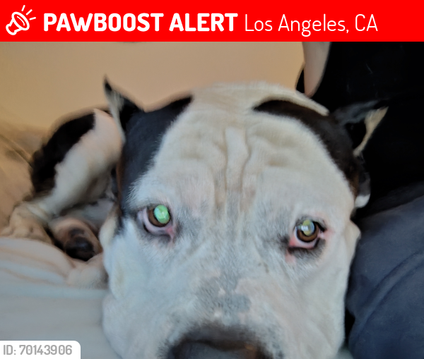 Lost Male Dog last seen Vine st los Angeles CA 90038, Los Angeles, CA 90038