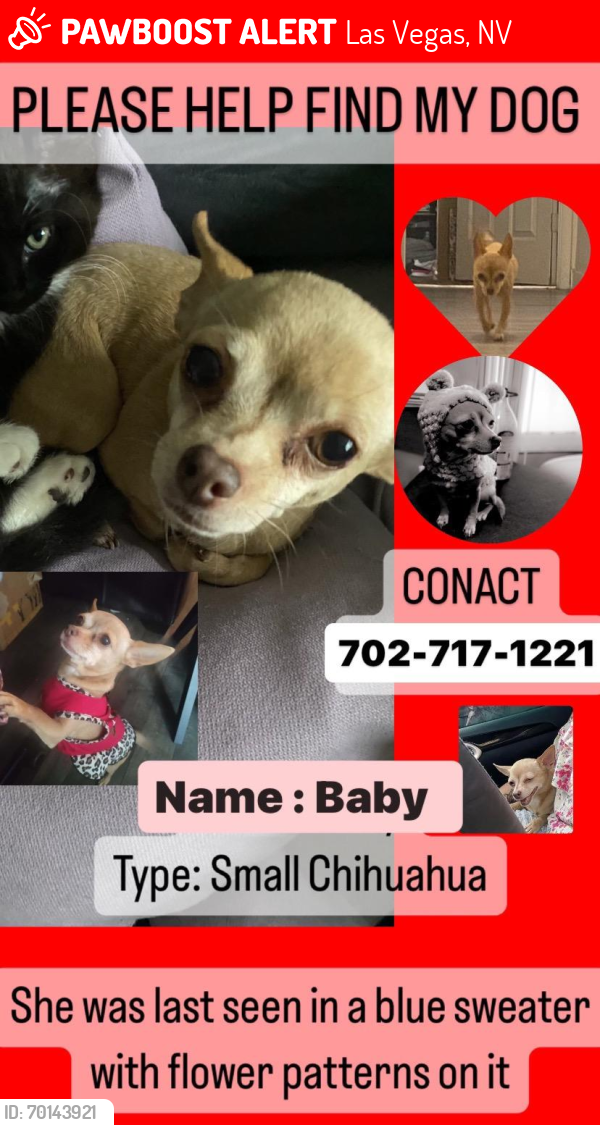 Lost Female Dog last seen Pennwood and Arville , Las Vegas, NV 89102