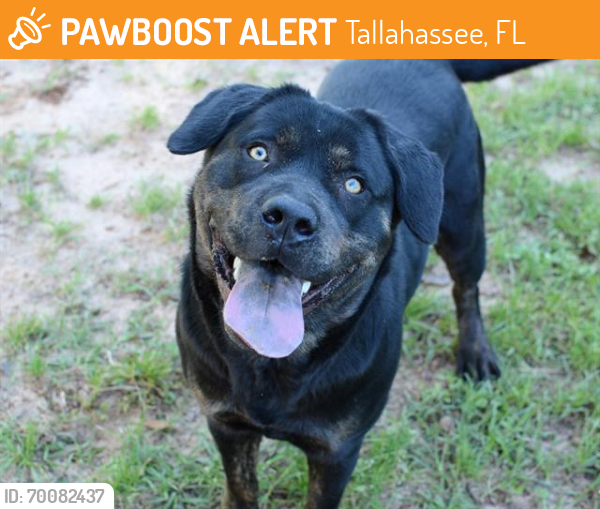Shelter Stray Female Dog last seen Near BLOCK SILVER SADDLE DR, TALLAHASSEE FL 32310, Tallahassee, FL 32311