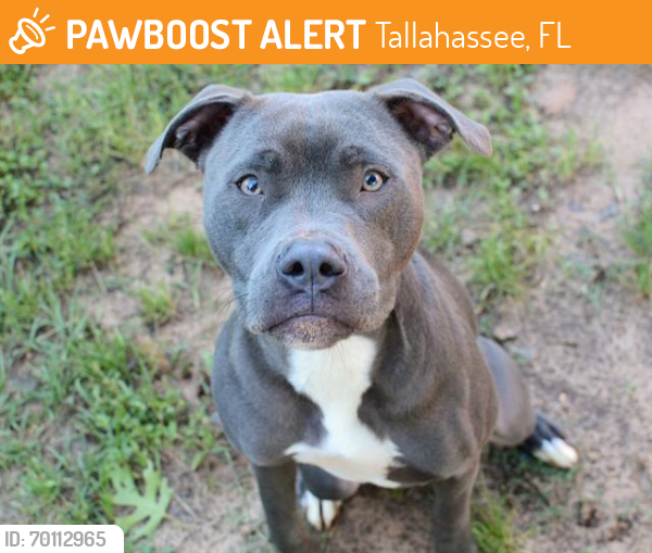 Shelter Stray Male Dog last seen Near BLOCK EASTERWOOD DR, TALLAHASSEE FL 32311, Tallahassee, FL 32311