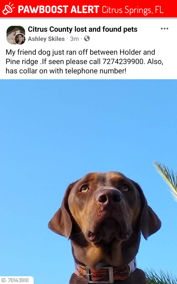 Lost Female Dog last seen Holder, fl, Citrus Springs, FL 34434